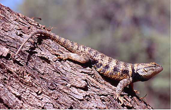 desert spiny lizard, s. magister