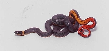 adult regal ringneck