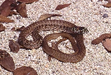 hatchling eastern coachwhip