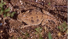 flat tailed horned lizard