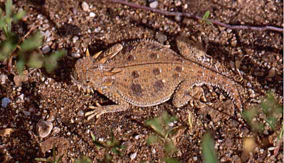 flat tailed horned lizard