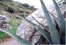 canyon treefrog on agave
