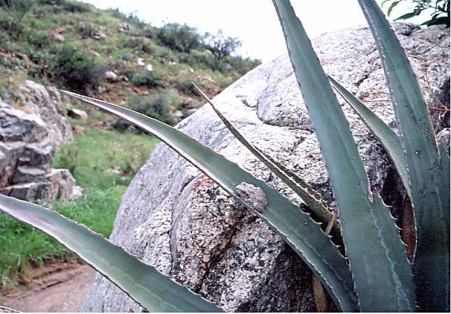 canyon treefrog on agave