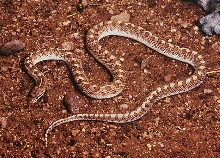 glossy snake