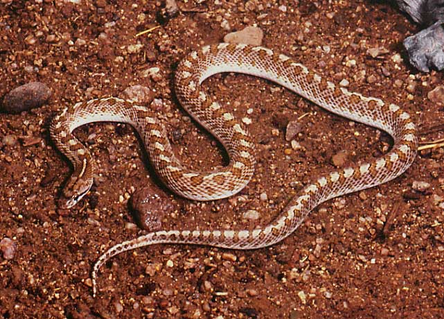 glossy snake
