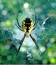 garden spider, argiope aurantia