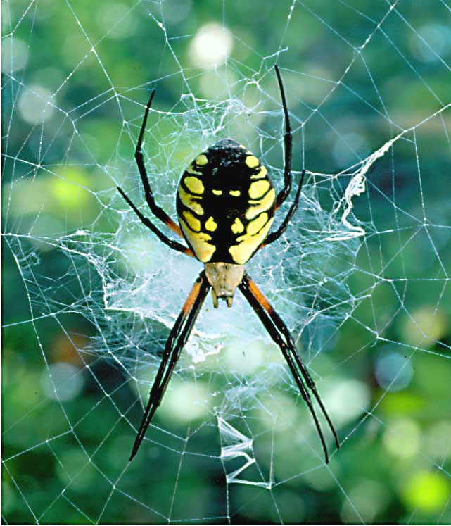 garden spider, argiope aurantia