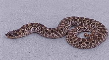 western hognosed snake