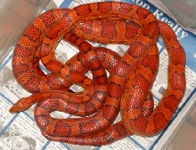 parents of merli line corns, owned by yohe/chiang, photo by Jim Merli