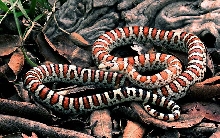 male tarahumara mt kingsnake