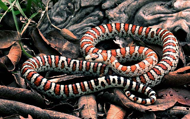 male tarahumara mt kingsnake