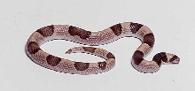 saddled leaf nosed snake