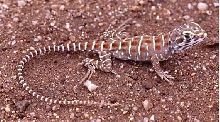 hatchling leopard lizard