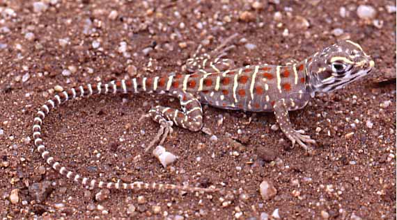 hatchling leopard lizard