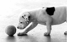 first tennis ball
