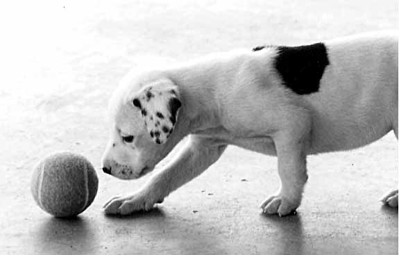 first tennis ball