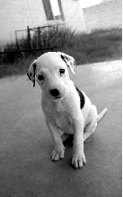 lucy