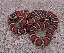 female tarahumara mt kingsnake