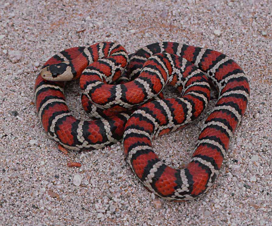 female tarahumara mt kingsnake