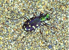 oregon tiger beetle, arizona form