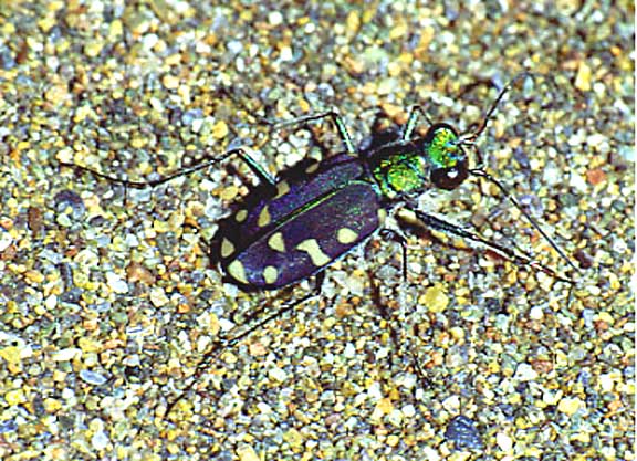 oregon tiger beetle, arizona form