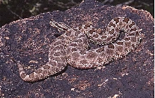 desert massasauga rattlesnake