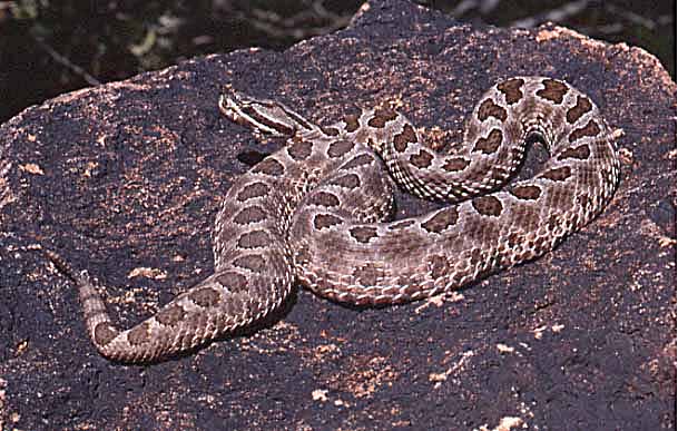 desert massasauga rattlesnake