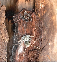 freshly molted Arizona tailless whipscorpion