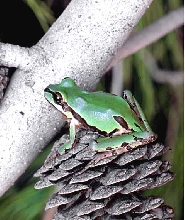 mountain treefrog