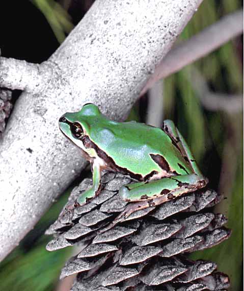 mountain treefrog