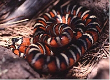 arizona mountain kingsnake