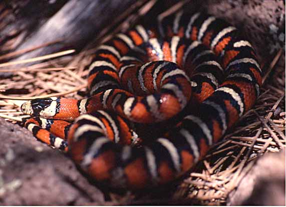 arizona mountain kingsnake
