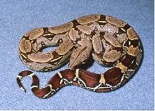 female iquitos peruvian by Serpent's Den