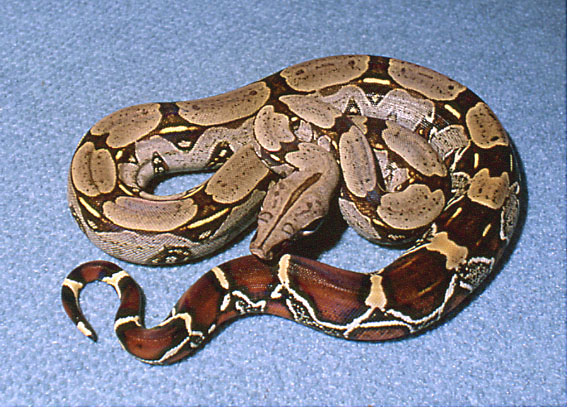 female iquitos peruvian by Serpent's Den
