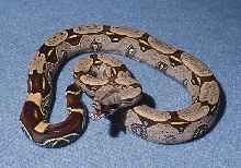male iquitos peruvian by Serpent's Den