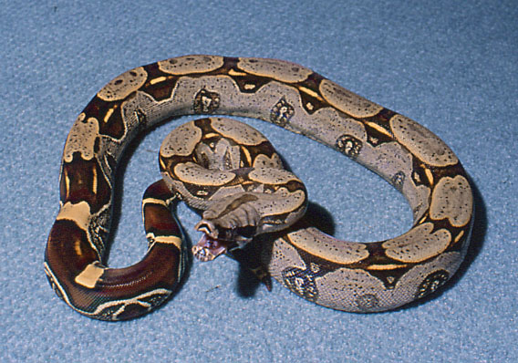 male iquitos peruvian by Serpent's Den