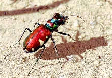 Cicndela pulchra, "Beautiful Tiger Beetle", Willcox dry lake, AZ
