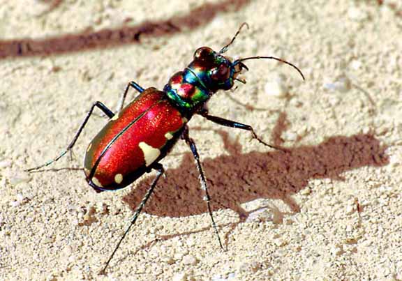 Cicndela pulchra, "Beautiful Tiger Beetle", Willcox dry lake, AZ