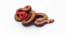hatchling regal ringneck ventral