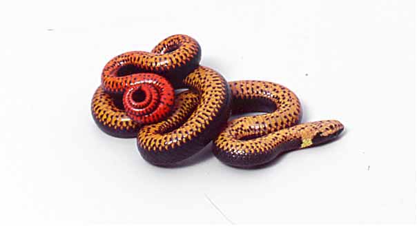 hatchling regal ringneck ventral