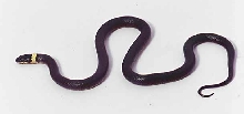 hatchling regal ringneck