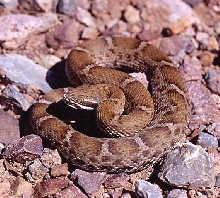 arizona ridge nosed rattlesnake