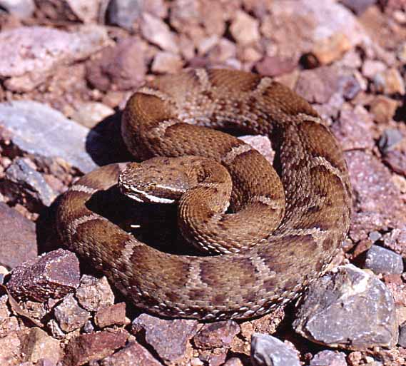 arizona ridge nosed rattlesnake