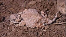 round tailed horned lizard