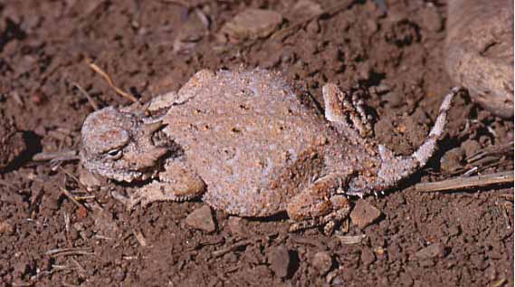 round tailed horned lizard
