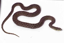 narrow headed garter snake