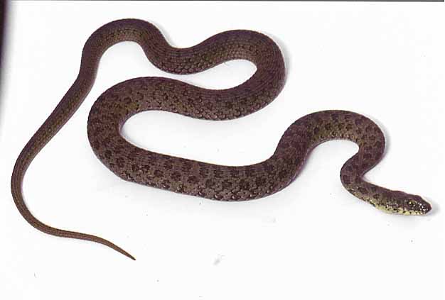 narrow headed garter snake