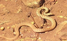 narrow headed garter on stream bottom