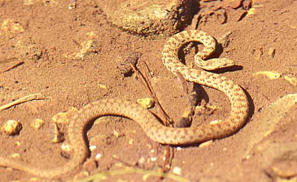 narrow headed garter on stream bottom