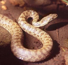 narrow headed garter face